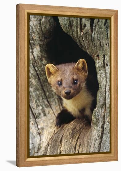 Pine Marten in Hole in Tree-null-Framed Premier Image Canvas