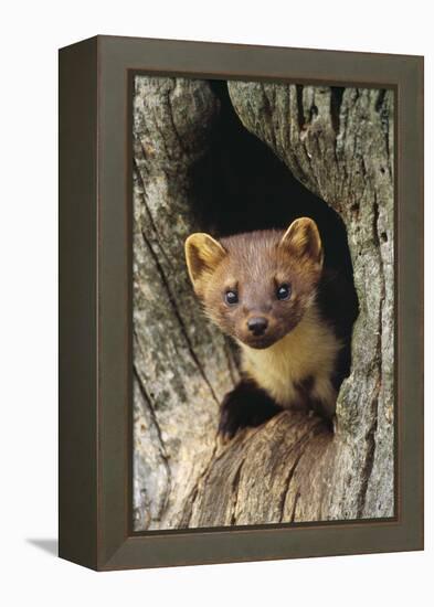 Pine Marten in Hole in Tree-null-Framed Premier Image Canvas