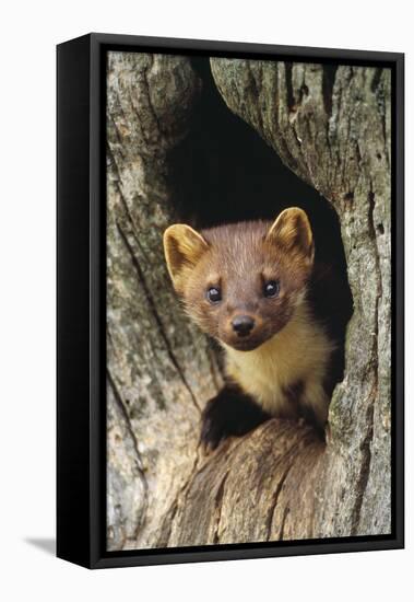 Pine Marten in Hole in Tree-null-Framed Premier Image Canvas