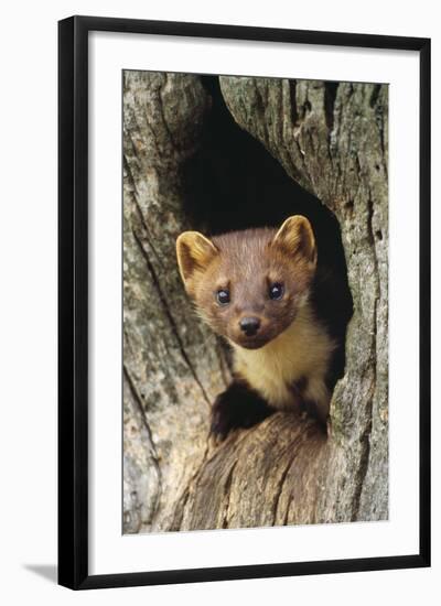 Pine Marten in Hole in Tree-null-Framed Photographic Print