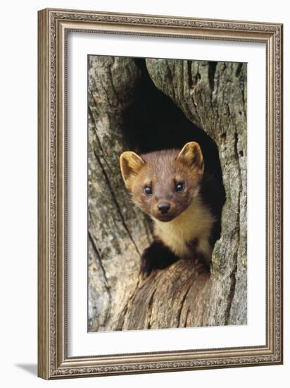 Pine Marten in Hole in Tree-null-Framed Photographic Print