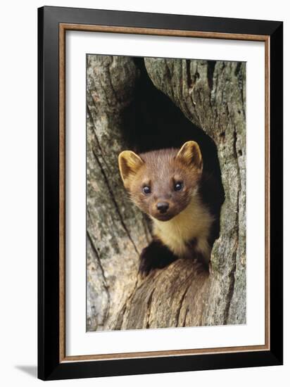 Pine Marten in Hole in Tree-null-Framed Photographic Print