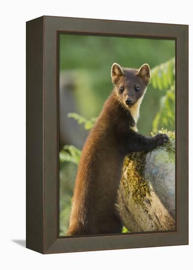 Pine Marten Juvenile in Woodland, Beinn Eighe National Nature Reserve, Wester Ross, Scotland, July-Mark Hamblin-Framed Premier Image Canvas