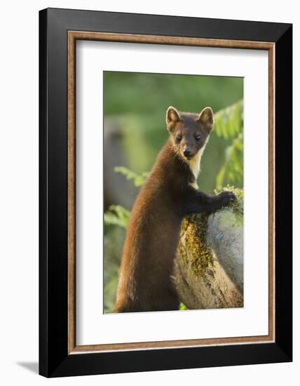 Pine Marten Juvenile in Woodland, Beinn Eighe National Nature Reserve, Wester Ross, Scotland, July-Mark Hamblin-Framed Photographic Print