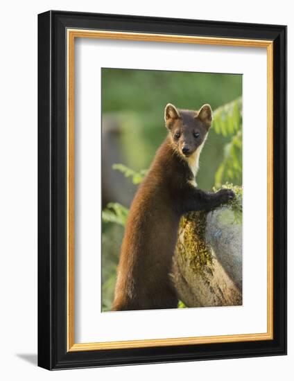 Pine Marten Juvenile in Woodland, Beinn Eighe National Nature Reserve, Wester Ross, Scotland, July-Mark Hamblin-Framed Photographic Print