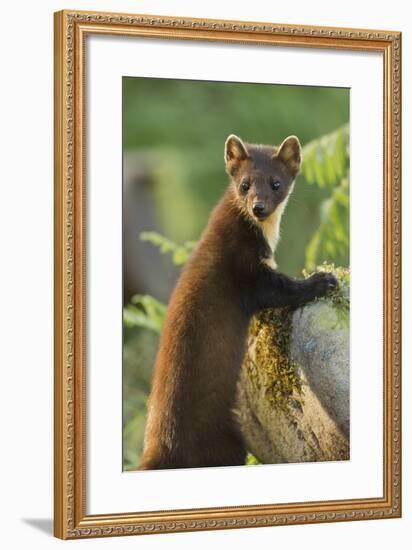 Pine Marten Juvenile in Woodland, Beinn Eighe National Nature Reserve, Wester Ross, Scotland, July-Mark Hamblin-Framed Photographic Print