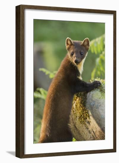 Pine Marten Juvenile in Woodland, Beinn Eighe National Nature Reserve, Wester Ross, Scotland, July-Mark Hamblin-Framed Photographic Print