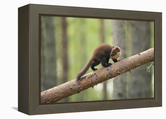 Pine Marten (Martes Martes) 4-5 Month Kit Walking Along Branch in Caledonian Forest, Scotland, UK-Terry Whittaker-Framed Premier Image Canvas