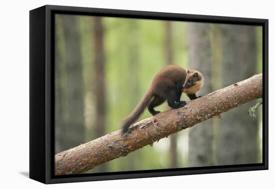 Pine Marten (Martes Martes) 4-5 Month Kit Walking Along Branch in Caledonian Forest, Scotland, UK-Terry Whittaker-Framed Premier Image Canvas