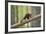 Pine Marten (Martes Martes) 4-5 Month Kit Walking Along Branch in Caledonian Forest, Scotland, UK-Terry Whittaker-Framed Photographic Print