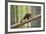 Pine Marten (Martes Martes) 4-5 Month Kit Walking Along Branch in Caledonian Forest, Scotland, UK-Terry Whittaker-Framed Photographic Print