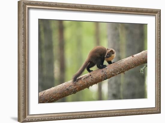 Pine Marten (Martes Martes) 4-5 Month Kit Walking Along Branch in Caledonian Forest, Scotland, UK-Terry Whittaker-Framed Photographic Print