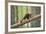 Pine Marten (Martes Martes) 4-5 Month Kit Walking Along Branch in Caledonian Forest, Scotland, UK-Terry Whittaker-Framed Photographic Print