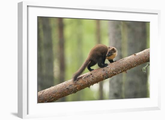 Pine Marten (Martes Martes) 4-5 Month Kit Walking Along Branch in Caledonian Forest, Scotland, UK-Terry Whittaker-Framed Photographic Print