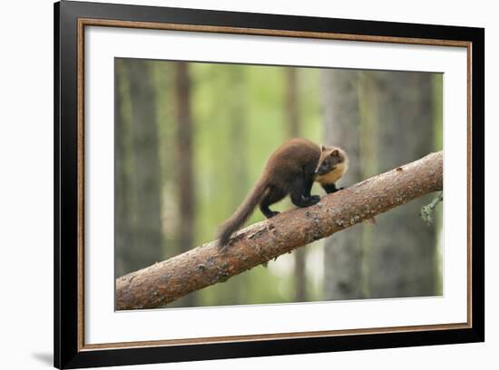 Pine Marten (Martes Martes) 4-5 Month Kit Walking Along Branch in Caledonian Forest, Scotland, UK-Terry Whittaker-Framed Photographic Print