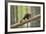 Pine Marten (Martes Martes) 4-5 Month Kit Walking Along Branch in Caledonian Forest, Scotland, UK-Terry Whittaker-Framed Photographic Print