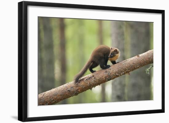 Pine Marten (Martes Martes) 4-5 Month Kit Walking Along Branch in Caledonian Forest, Scotland, UK-Terry Whittaker-Framed Photographic Print