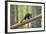 Pine Marten (Martes Martes) 4-5 Month Kit Walking Along Branch in Caledonian Forest, Scotland, UK-Terry Whittaker-Framed Photographic Print