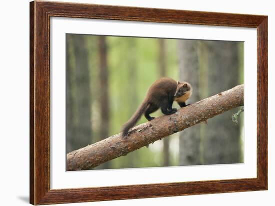 Pine Marten (Martes Martes) 4-5 Month Kit Walking Along Branch in Caledonian Forest, Scotland, UK-Terry Whittaker-Framed Photographic Print