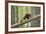 Pine Marten (Martes Martes) 4-5 Month Kit Walking Along Branch in Caledonian Forest, Scotland, UK-Terry Whittaker-Framed Photographic Print