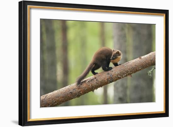 Pine Marten (Martes Martes) 4-5 Month Kit Walking Along Branch in Caledonian Forest, Scotland, UK-Terry Whittaker-Framed Photographic Print