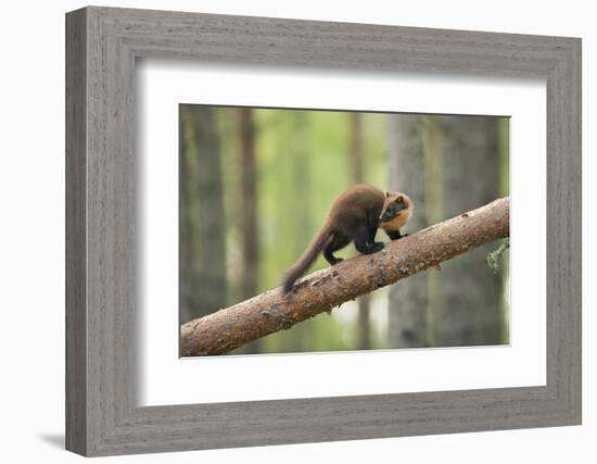 Pine Marten (Martes Martes) 4-5 Month Kit Walking Along Branch in Caledonian Forest, Scotland, UK-Terry Whittaker-Framed Photographic Print