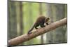 Pine Marten (Martes Martes) 4-5 Month Kit Walking Along Branch in Caledonian Forest, Scotland, UK-Terry Whittaker-Mounted Photographic Print