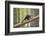 Pine Marten (Martes Martes) 4-5 Month Kit Walking Along Branch in Caledonian Forest, Scotland, UK-Terry Whittaker-Framed Photographic Print