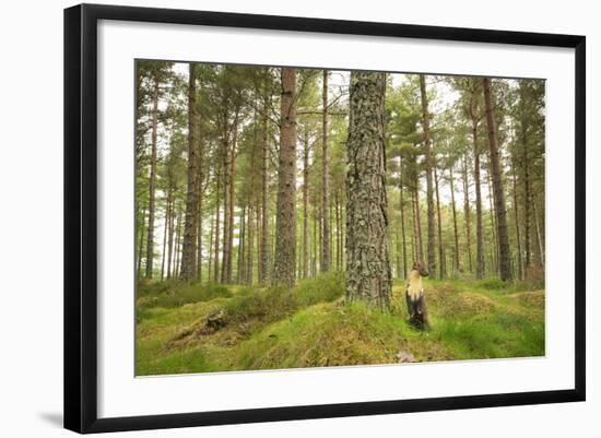 Pine Marten (Martes Martes) Adult Female in Caledonian Forest, the Black Isle, Scotland, UK-Terry Whittaker-Framed Photographic Print