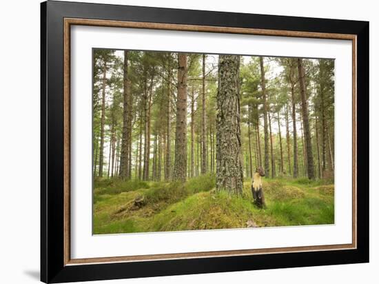 Pine Marten (Martes Martes) Adult Female in Caledonian Forest, the Black Isle, Scotland, UK-Terry Whittaker-Framed Photographic Print