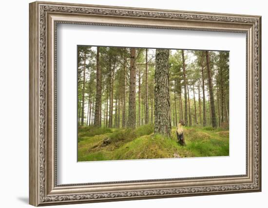 Pine Marten (Martes Martes) Adult Female in Caledonian Forest, the Black Isle, Scotland, UK-Terry Whittaker-Framed Photographic Print