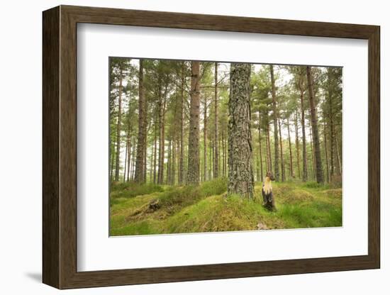 Pine Marten (Martes Martes) Adult Female in Caledonian Forest, the Black Isle, Scotland, UK-Terry Whittaker-Framed Photographic Print