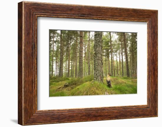 Pine Marten (Martes Martes) Adult Female in Caledonian Forest, the Black Isle, Scotland, UK-Terry Whittaker-Framed Photographic Print