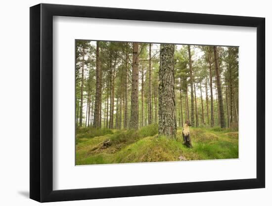 Pine Marten (Martes Martes) Adult Female in Caledonian Forest, the Black Isle, Scotland, UK-Terry Whittaker-Framed Photographic Print