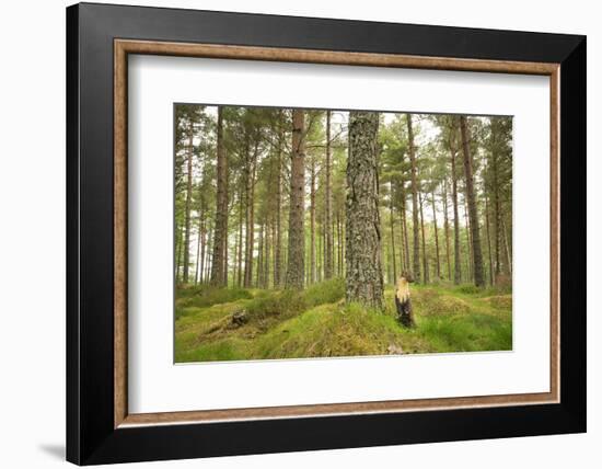 Pine Marten (Martes Martes) Adult Female in Caledonian Forest, the Black Isle, Scotland, UK-Terry Whittaker-Framed Photographic Print