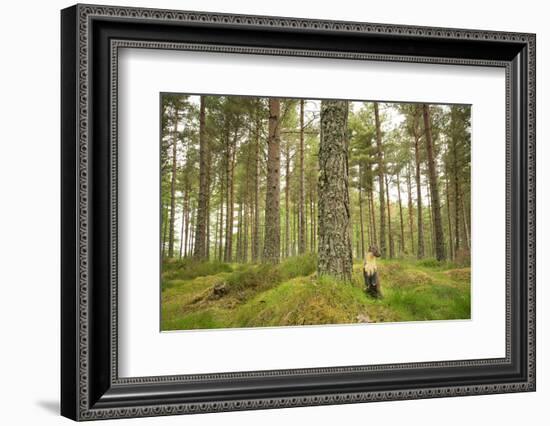 Pine Marten (Martes Martes) Adult Female in Caledonian Forest, the Black Isle, Scotland, UK-Terry Whittaker-Framed Photographic Print