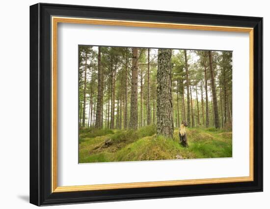 Pine Marten (Martes Martes) Adult Female in Caledonian Forest, the Black Isle, Scotland, UK-Terry Whittaker-Framed Photographic Print