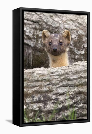 Pine Marten (Martes Martes), Captive, United Kingdom, Europe-Ann and Steve Toon-Framed Premier Image Canvas