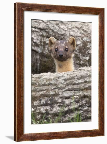 Pine Marten (Martes Martes), Captive, United Kingdom, Europe-Ann and Steve Toon-Framed Photographic Print