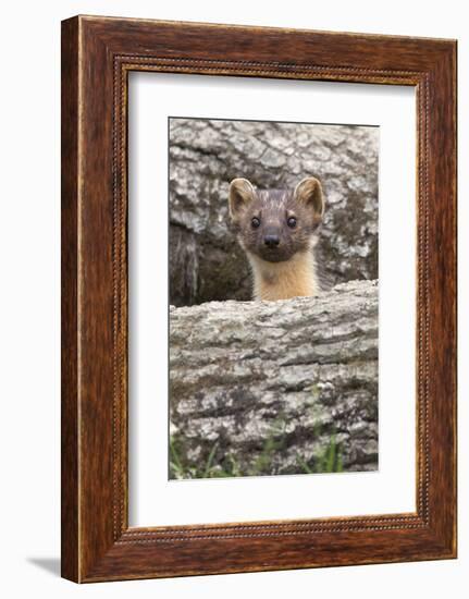 Pine Marten (Martes Martes), Captive, United Kingdom, Europe-Ann and Steve Toon-Framed Photographic Print