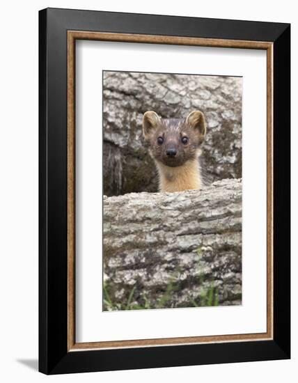 Pine Marten (Martes Martes), Captive, United Kingdom, Europe-Ann and Steve Toon-Framed Photographic Print