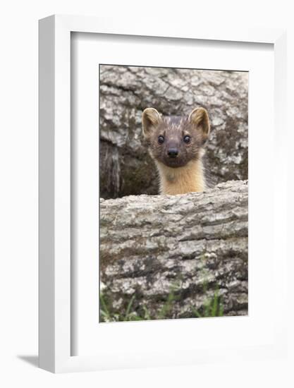 Pine Marten (Martes Martes), Captive, United Kingdom, Europe-Ann and Steve Toon-Framed Photographic Print