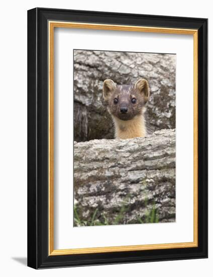 Pine Marten (Martes Martes), Captive, United Kingdom, Europe-Ann and Steve Toon-Framed Photographic Print