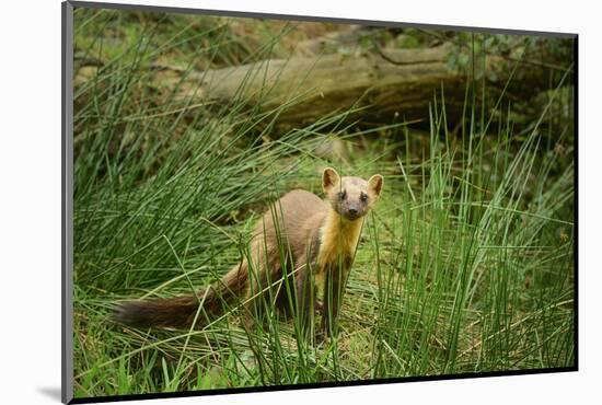 Pine Marten (Martes Martes), Devon, England, United Kingdom, Europe-Janette Hill-Mounted Photographic Print