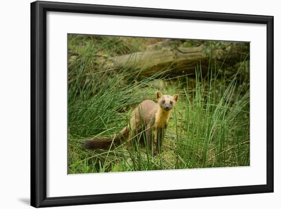 Pine Marten (Martes Martes), Devon, England, United Kingdom, Europe-Janette Hill-Framed Photographic Print