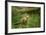 Pine Marten (Martes Martes), Devon, England, United Kingdom, Europe-Janette Hill-Framed Photographic Print