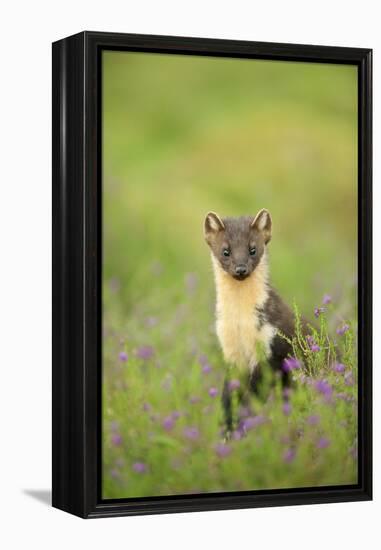 Pine Marten (Martes Martes) Female Portrait in Caledonian Forest, Highlands, Scotland, UK-Terry Whittaker-Framed Premier Image Canvas