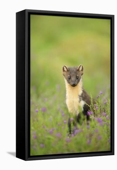 Pine Marten (Martes Martes) Female Portrait in Caledonian Forest, Highlands, Scotland, UK-Terry Whittaker-Framed Premier Image Canvas