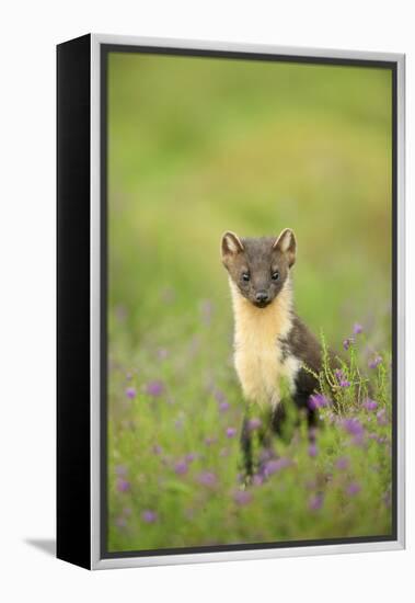 Pine Marten (Martes Martes) Female Portrait in Caledonian Forest, Highlands, Scotland, UK-Terry Whittaker-Framed Premier Image Canvas