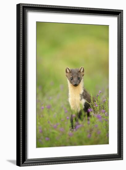 Pine Marten (Martes Martes) Female Portrait in Caledonian Forest, Highlands, Scotland, UK-Terry Whittaker-Framed Photographic Print